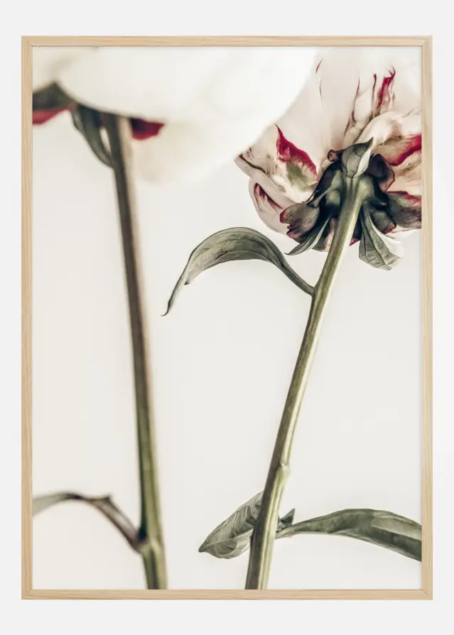 Calm Peony I Poster