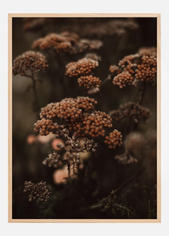 Cow Parsley Poster