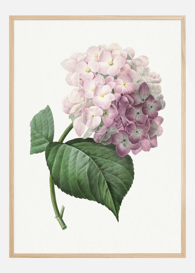 Hydrangea Macrophylla Poster