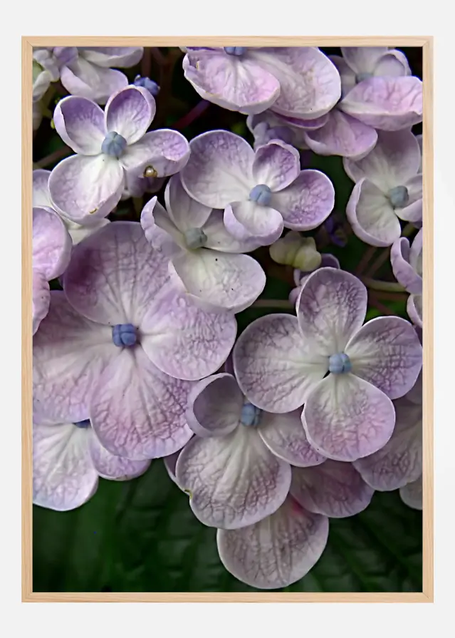 Purple Flower Poster