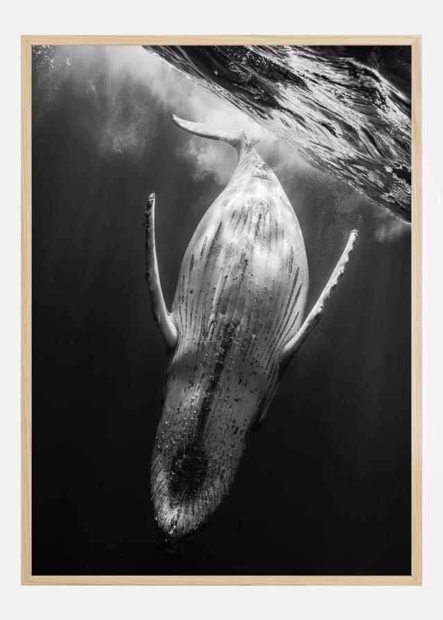 Black A Whale Poster