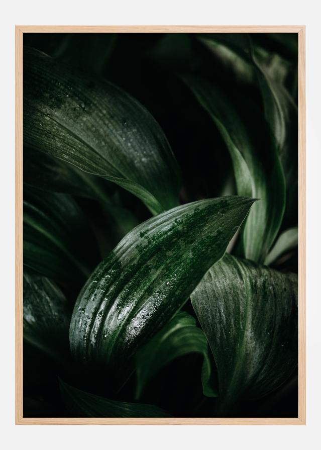 Plant Poster