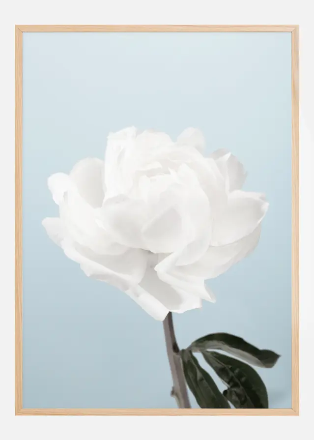 Peony Poster