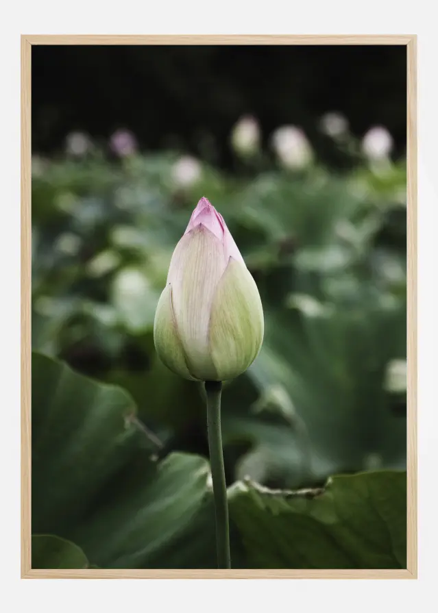 Peony Field Poster