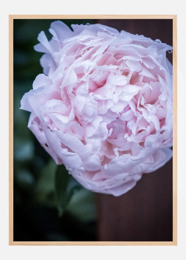 Peony I Poster