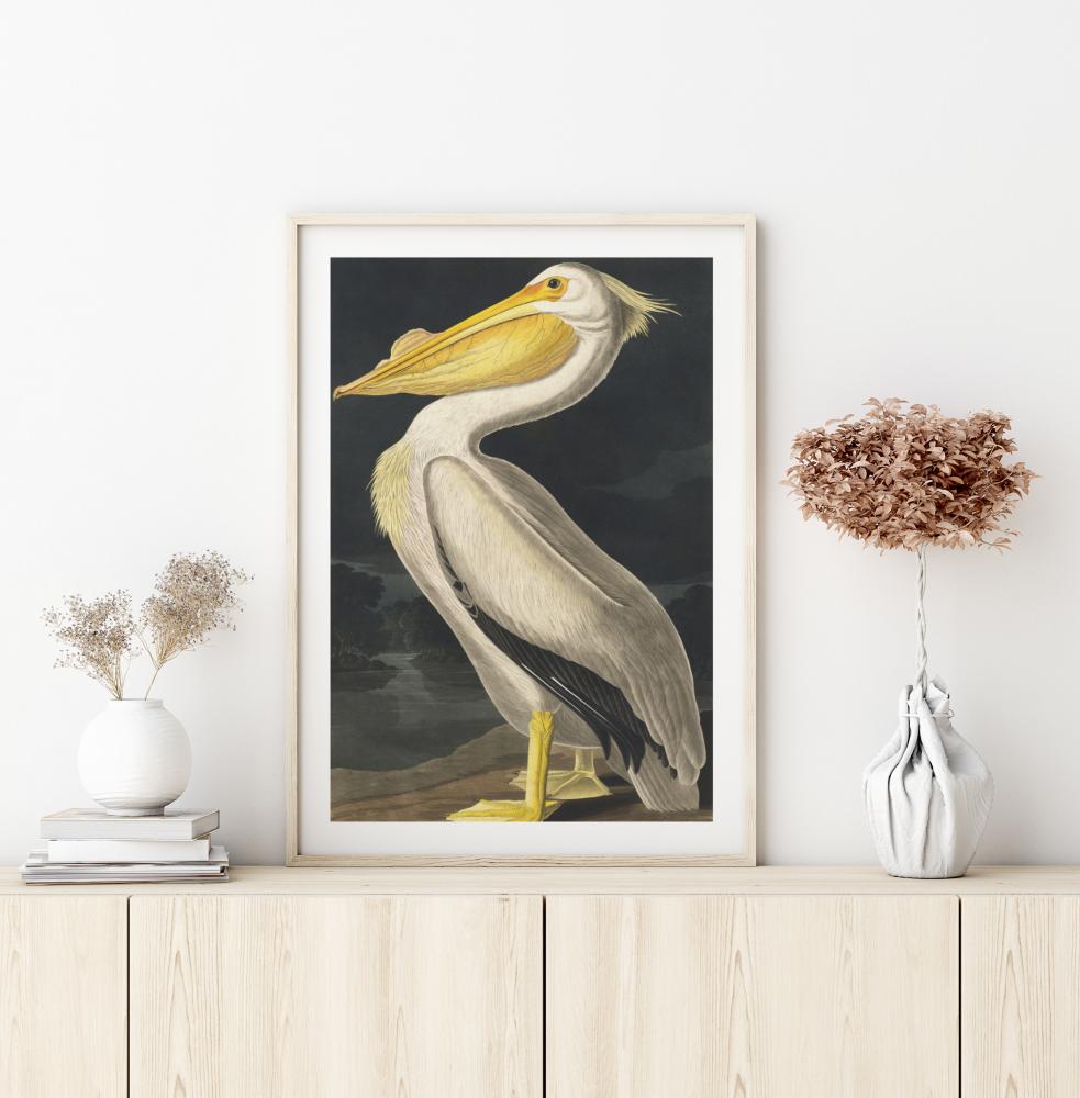 American White Pelican Poster