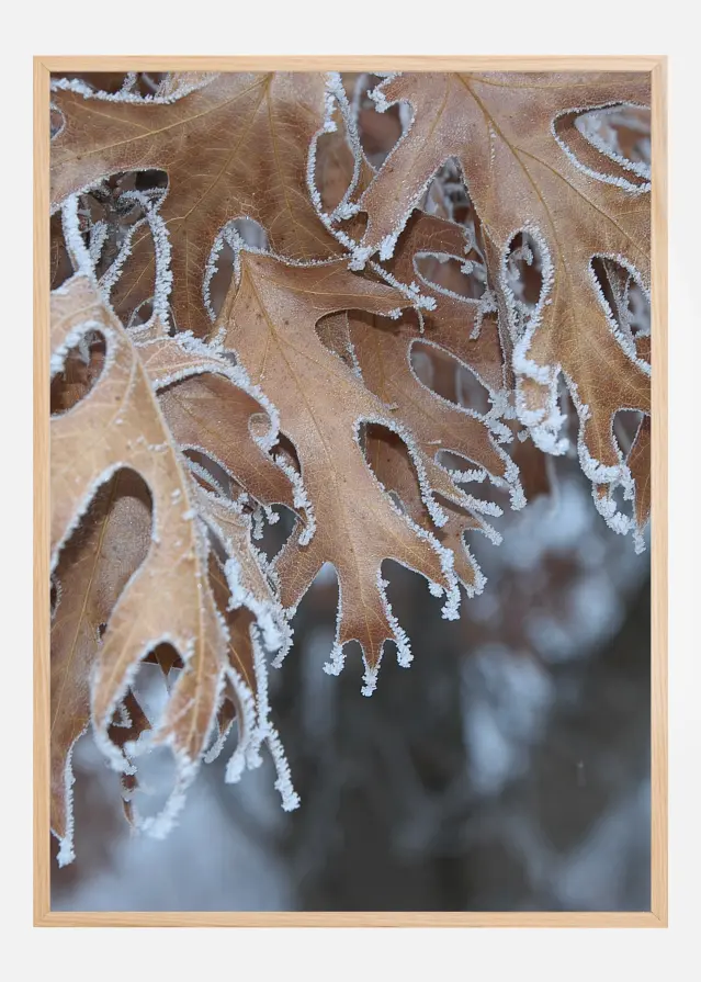 Frosty Leafs Poster