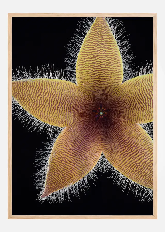 Stapelia grandiflora Poster