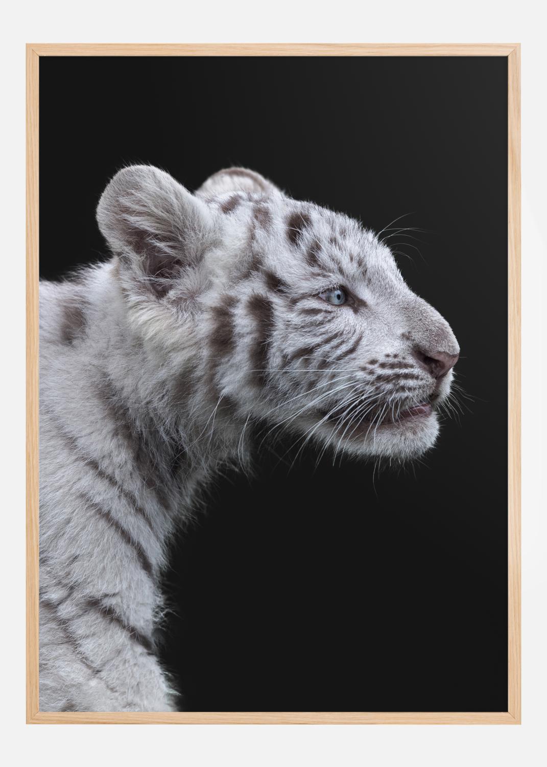 Product Image for White tiger Poster (50x70 cm)