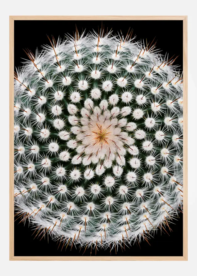 Notocactus scopa Poster