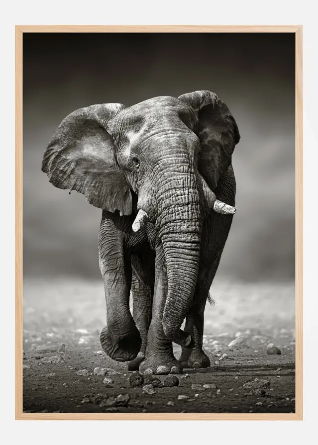 Walking Elephant Poster