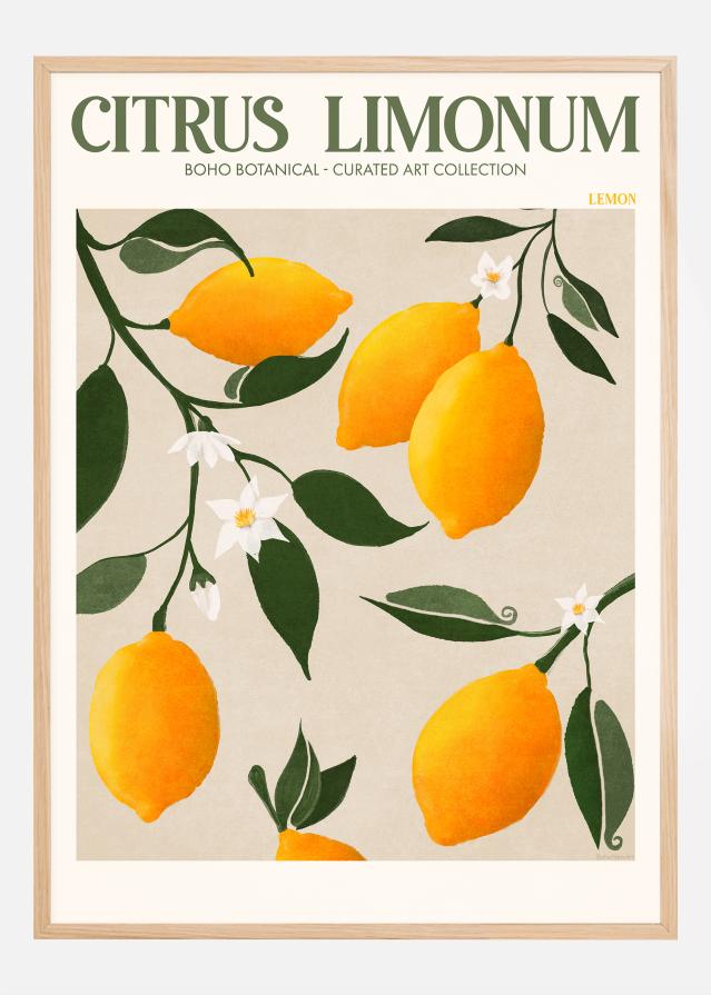 Boho Citrus Limonum Poster