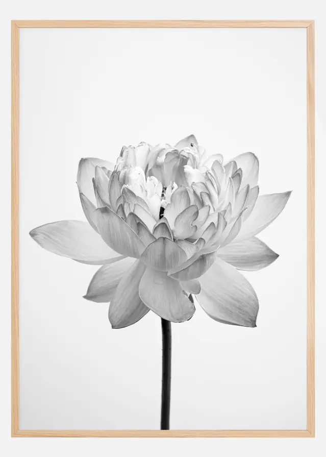 Grey flower Poster