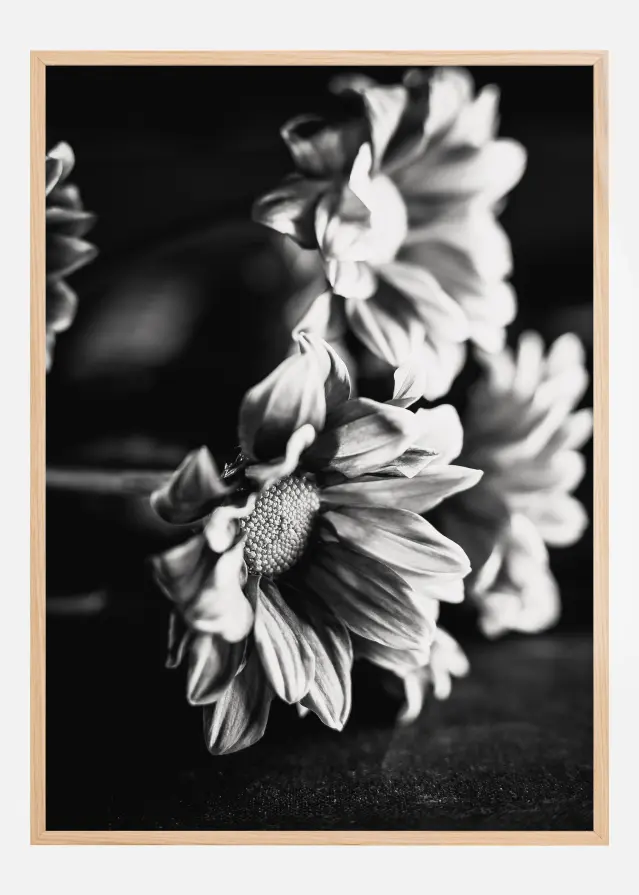 Black and White Flowers Poster