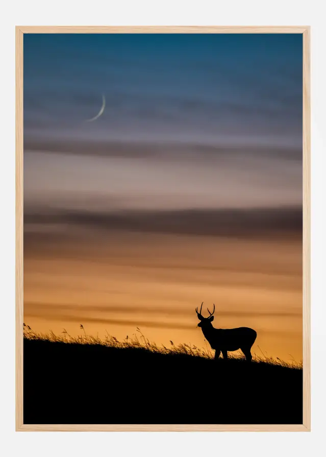 Deer In Sunset Poster