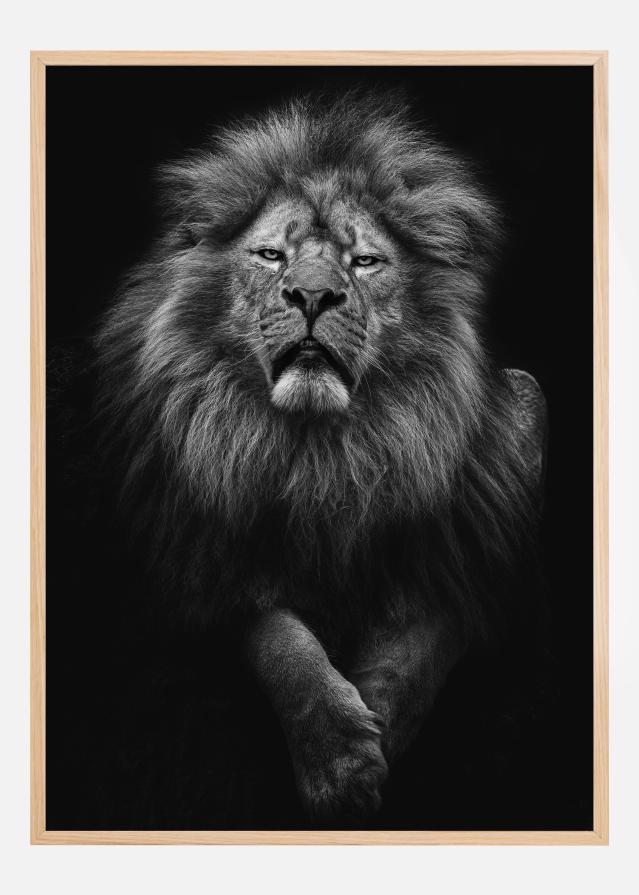 Black and White Lion Poster