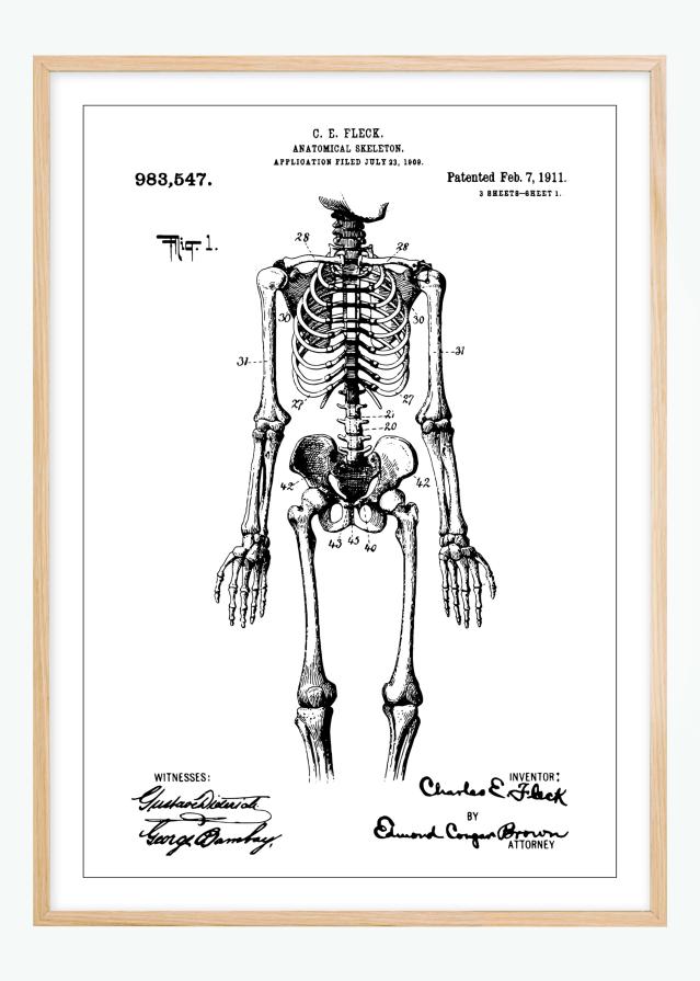 Dessin de brevet - Squelette anatomique I - Poster