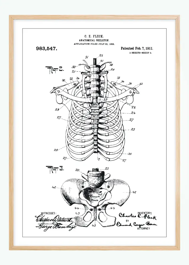 Dessin de brevet - Squelette anatomique II - Poster