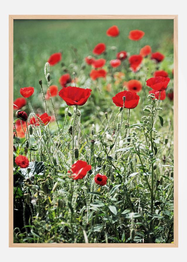 Poppy Fields Poster