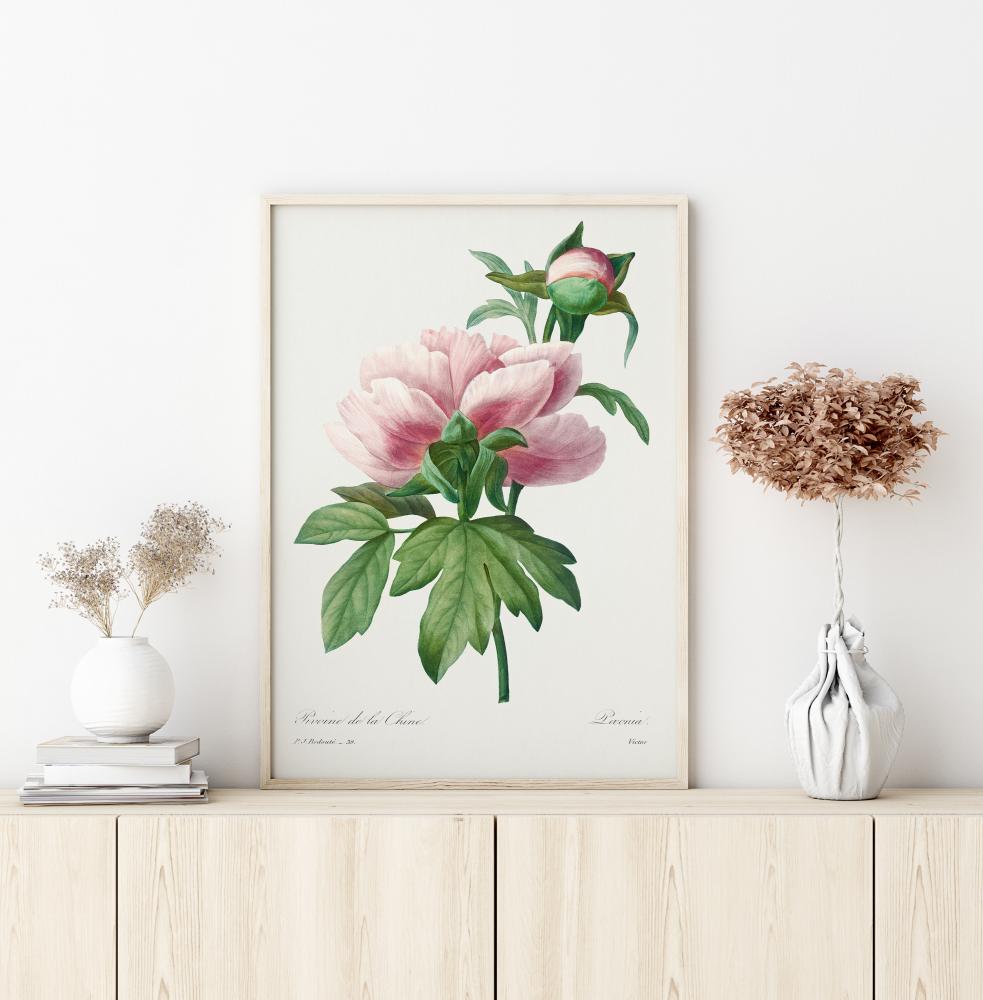 Peony Poster