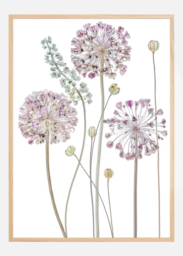 Allium Poster